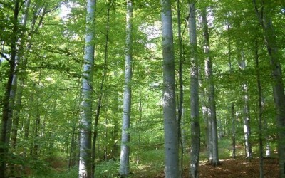 Réservation naturelle de la Forêt de Hagieni
